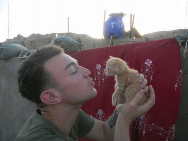 Afghanistan Kittens Move to the USA (21 pics)