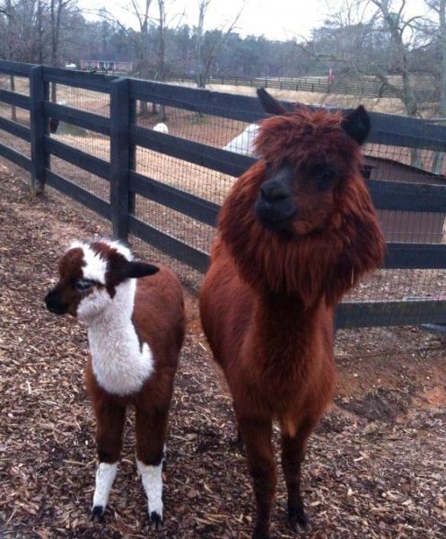 These funny animals (42 pics)