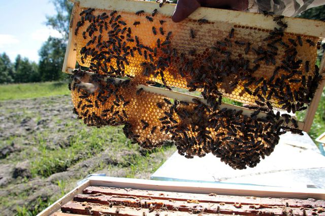 Honey Extraction (21 pics)