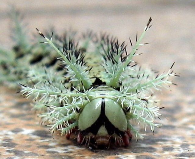 The Most Dangerous Caterpillar in the World (6 pics)