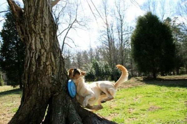 These Funny Dogs (25 pics)