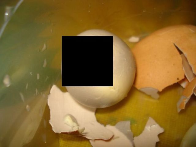 Weird Inhabitants of a Boiled Egg (2 pics + 1 video)