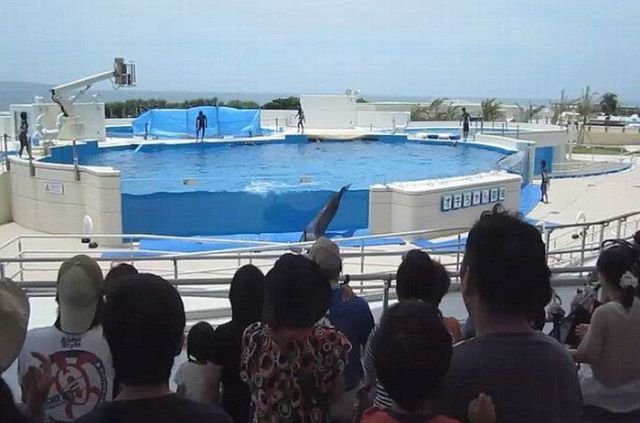 Japanese Dolphin Jumps Out of the Pool (5 pics)