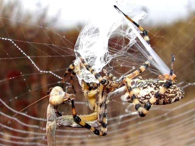 Spider vs. Mantis (8 pics)