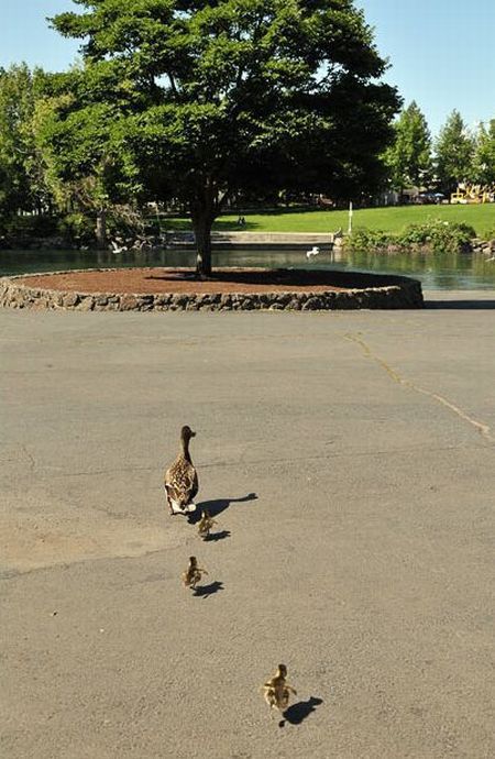 American Banker Rescues Ducks (17 pics)