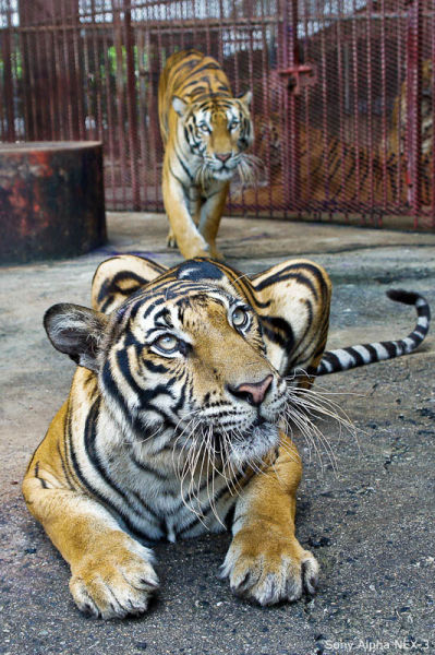 Patting a Tiger (20 pics)