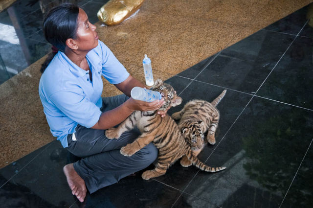 Patting a Tiger (20 pics)