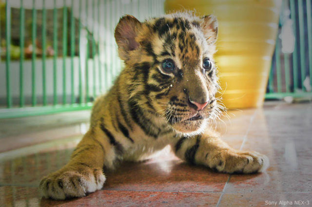 Patting a Tiger (20 pics)