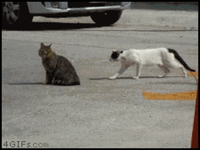 This is a Real Cat Fight !!! (1 gif)