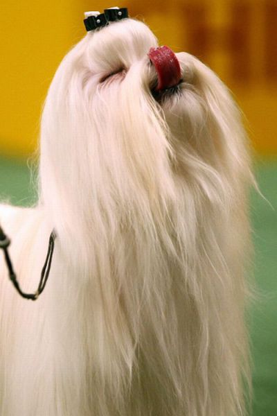 Hilarious Dog Haircuts (49 pics) - Izismile.com