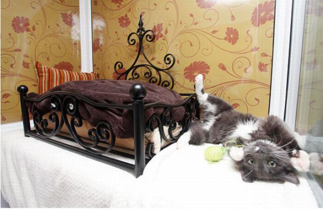 Luxurious Hotel for Cats (14 pics)