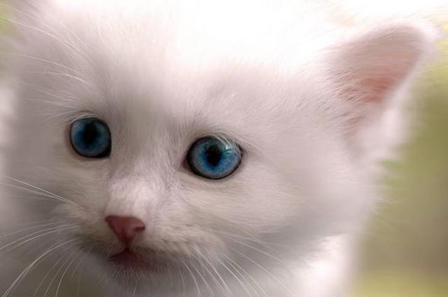 A Kitten That Looks like a Toy (8 pics)