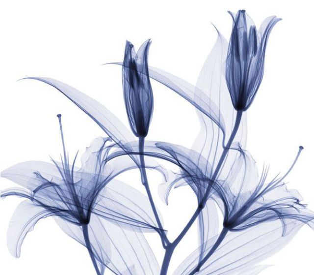 Charming XRays of Flowers (19 pics)