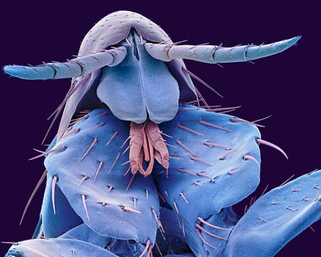 Creepy and Awesome Alien Crawlies (20 pics)