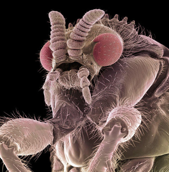 Creepy and Awesome Alien Crawlies (20 pics)