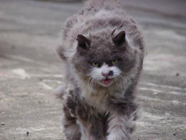 The Angriest Cat Ever (6 pics)