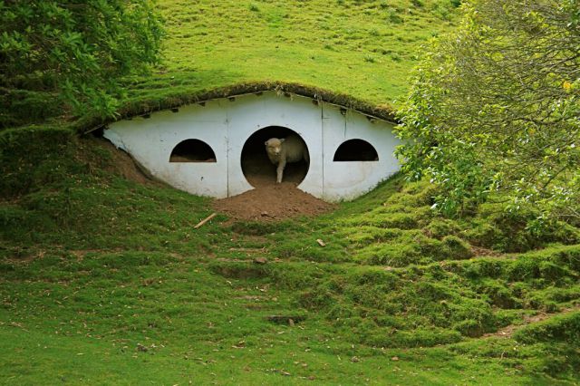 Hobbiton Is Now Home for the Sheep (35 pics)