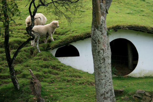 Hobbiton Is Now Home for the Sheep (35 pics)