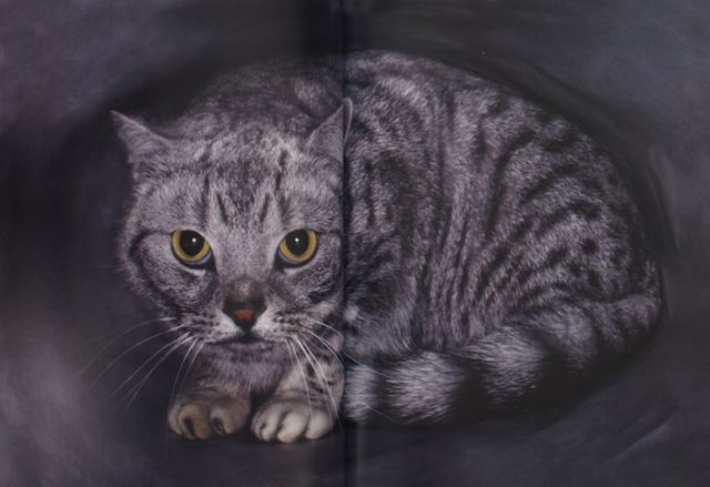 Cat Contortions (81 pics)