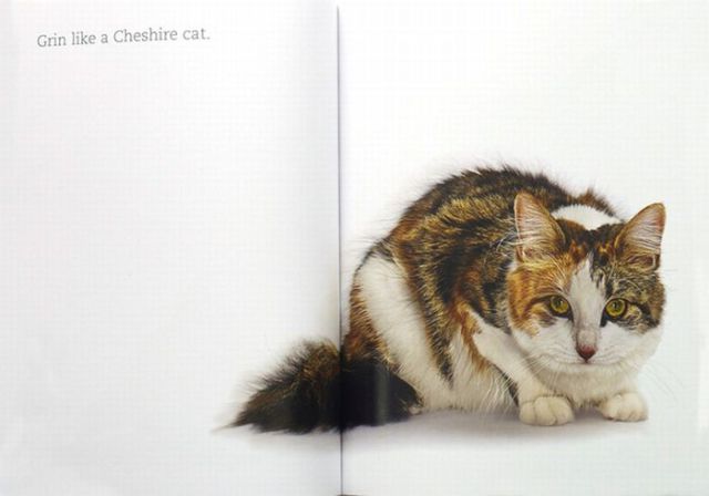 Cat Contortions (81 pics)