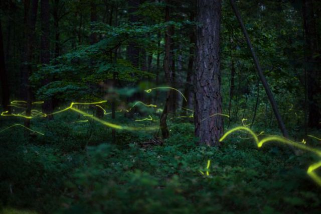 The Beautiful Lights Produced by Fireflies (21 pics)