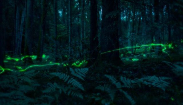 The Beautiful Lights Produced by Fireflies (21 pics)
