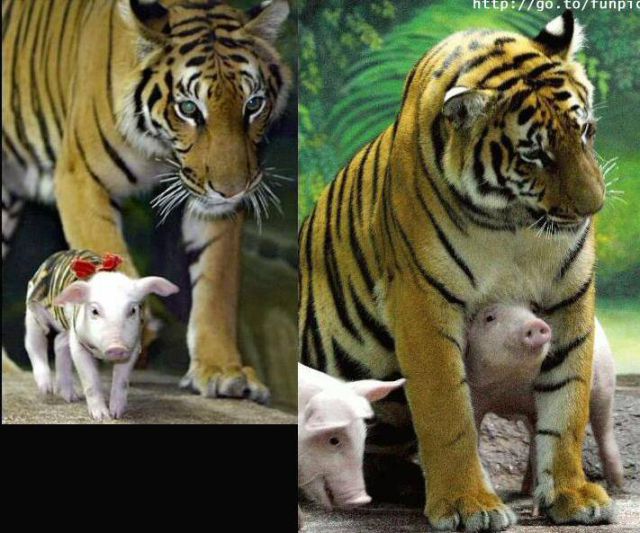 The Maternal Instinct or the Predator Instinct? (4 pics)