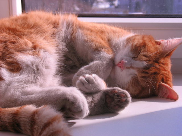 really sweet rusty cat (9 pics)