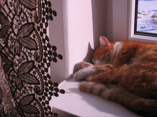 really sweet rusty cat (9 pics)
