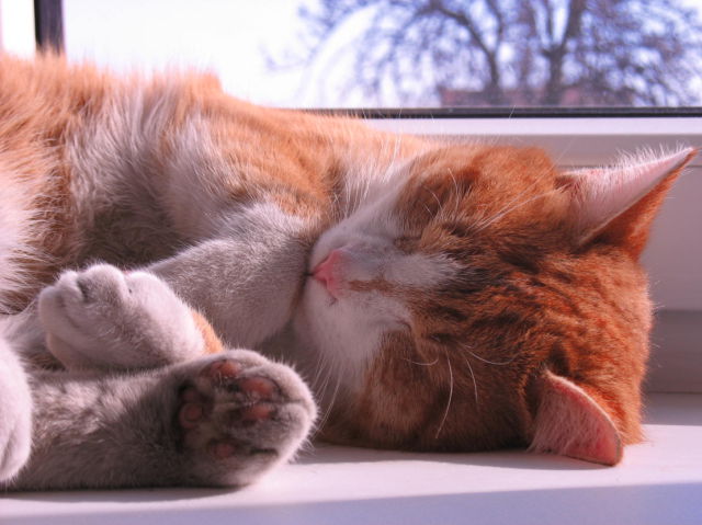 really sweet rusty cat (9 pics)