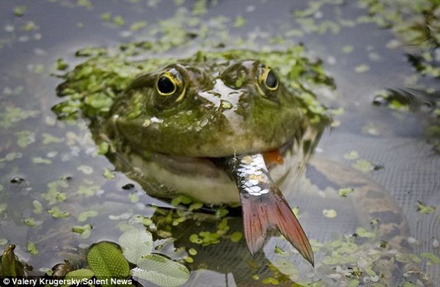Who Knew Frogs Can Eat That! (3 pics)