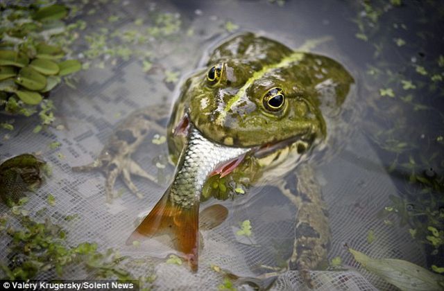 Who Knew Frogs Can Eat That! (3 pics)