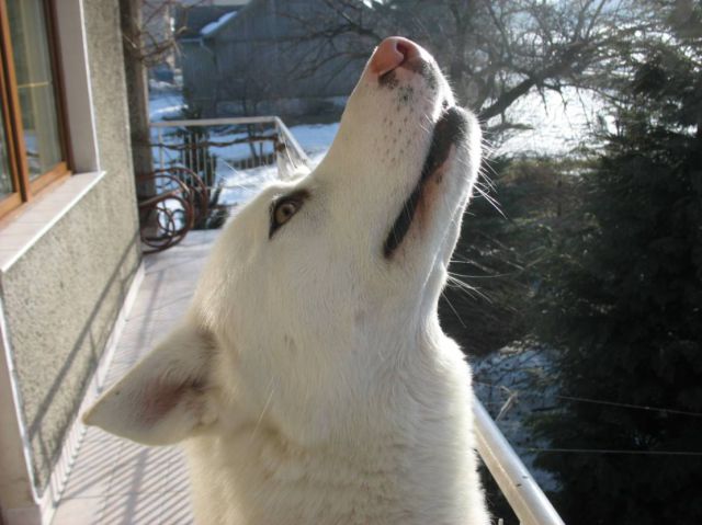 Gizmo - beautiful white husky (25 pics)