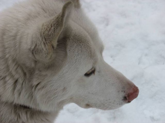 Gizmo - beautiful white husky (25 pics)