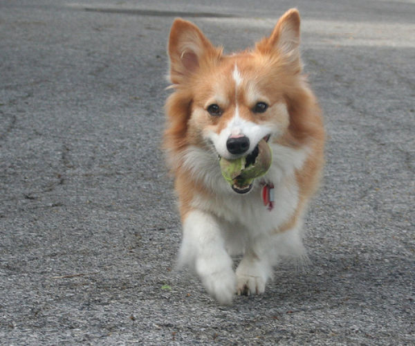 Dogs and Tennis Balls (36 pics)