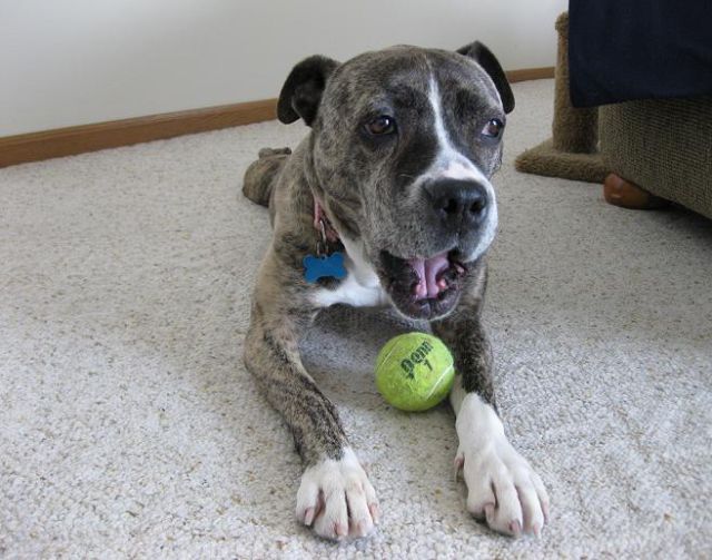 Dogs and Tennis Balls (36 pics)