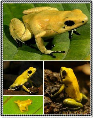 Eight incredible golden creatures on earth (8 pics)