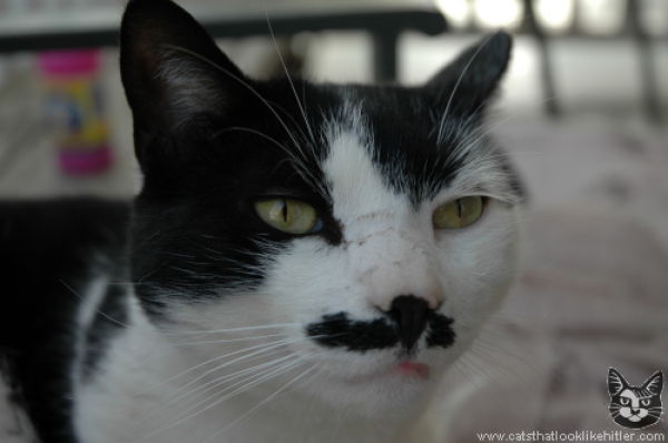 Catlers, or Cats That Resemble Hitler (39 pics)