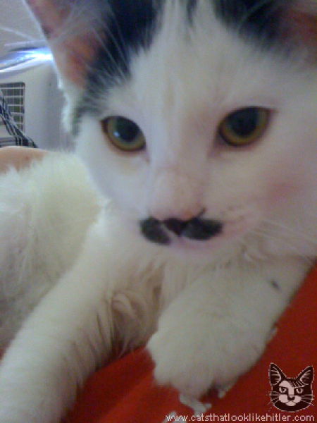 Catlers, or Cats That Resemble Hitler (39 pics)