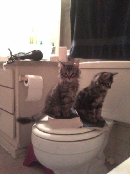 These funny animals (53 pics)