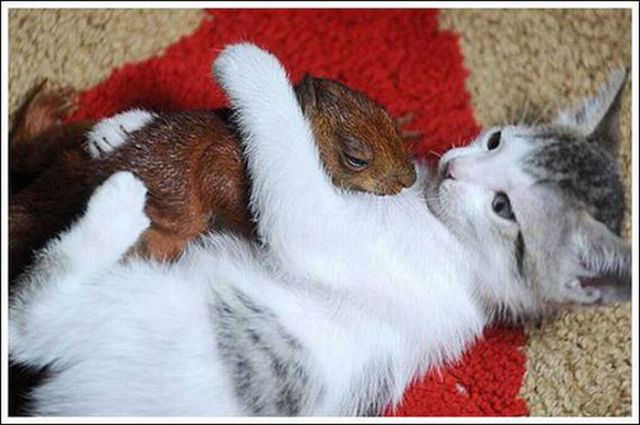 Cats and a Squirrel (10 pics)