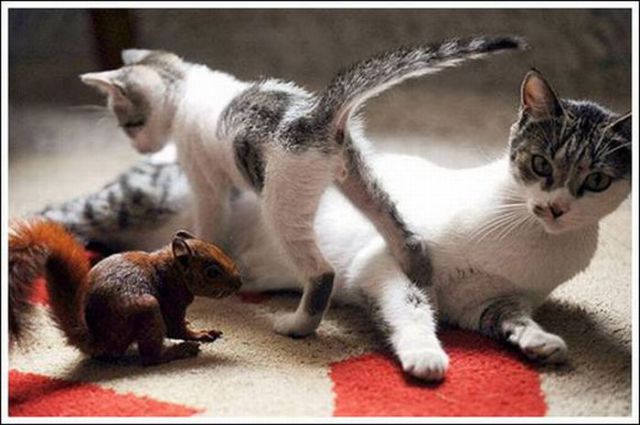Cats and a Squirrel (10 pics)