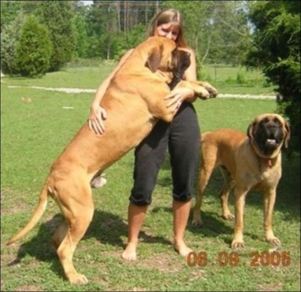 Huge Dogs (19 pics)