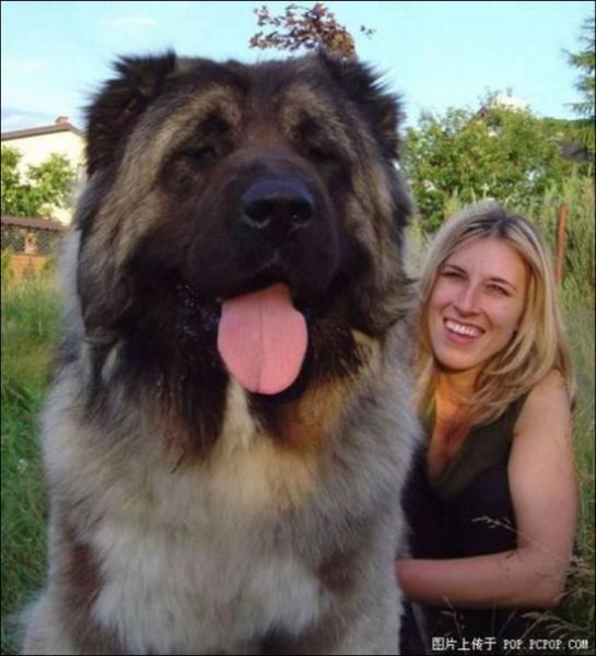 Huge Dogs (19 pics)