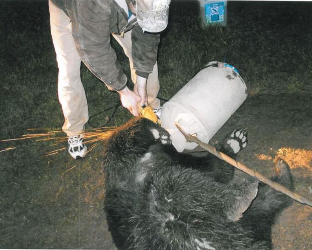 Great Bear Rescue (10 pics)