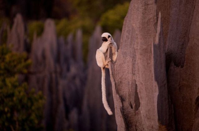 Madagascar Stone Forest (19 pics)