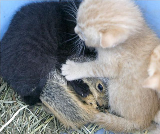 Cats and Squirrels (10 pics)