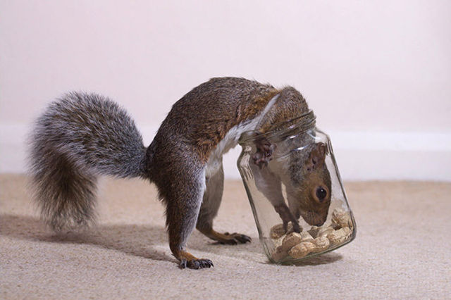 Such a Friendly Squirrel (7 pics)
