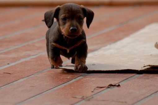 These funny animals (36 pics)