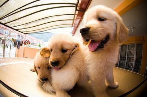 These funny animals (36 pics)